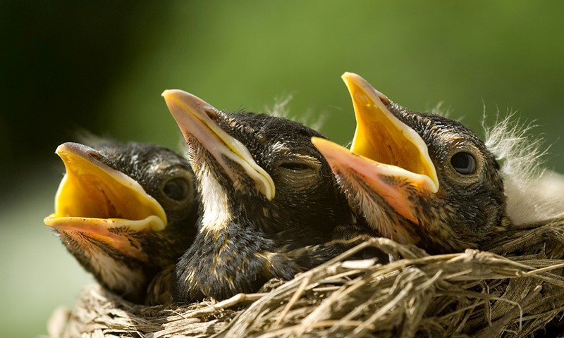 gardening for birds in spring