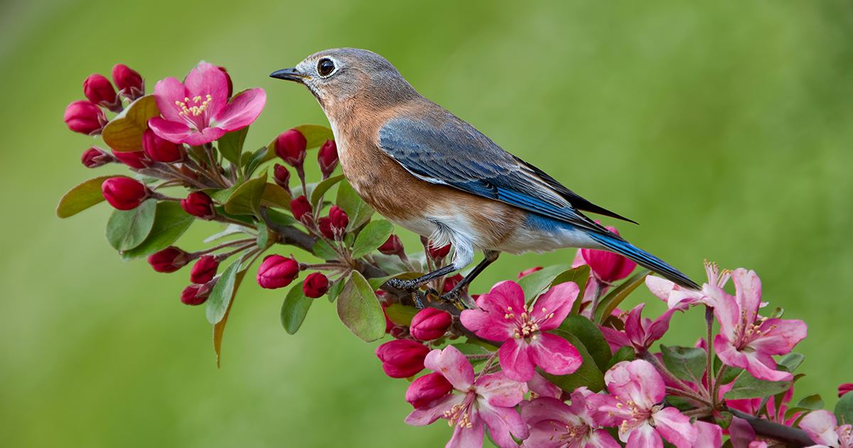 A female Eastern bluebird on a spring crabapple branch in full bloom.