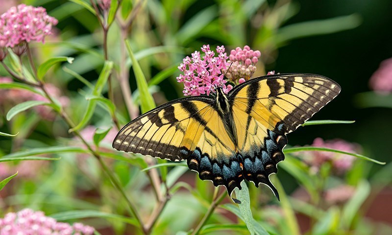 understanding backyard biodiversity