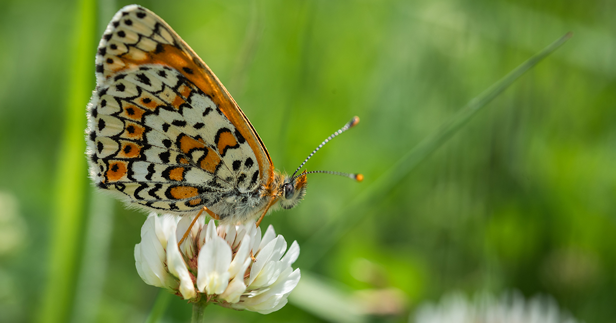 An orange-checkered butterfly on a white clover flowerhead with a blurred backdrop of lawn grasses and clover.
