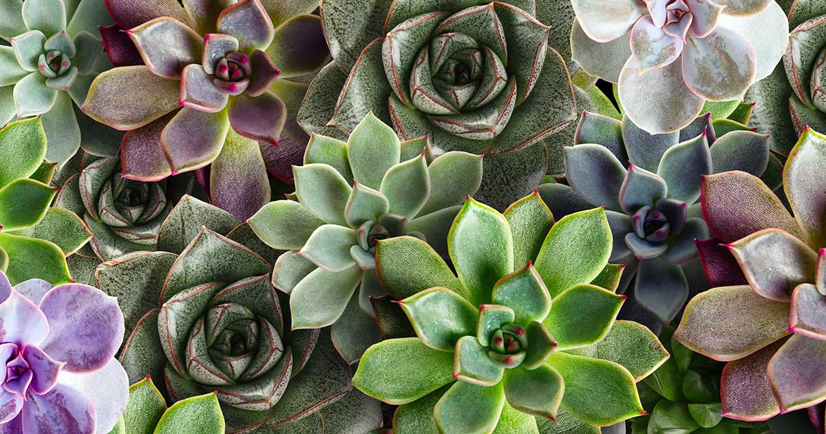 A variety of succulents