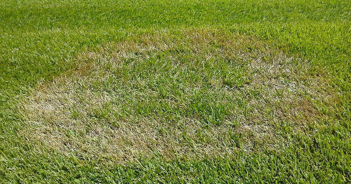 Centipede grass lawn with large brown spot due to lawn disease.