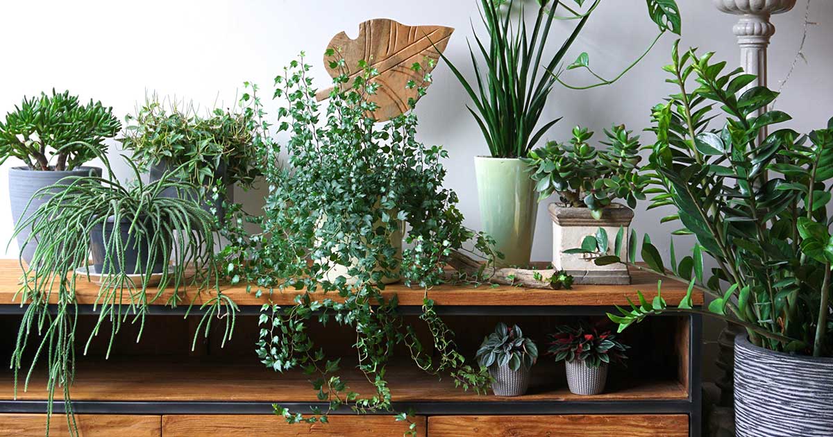 Various indoor potted plants on a wooden shelf.