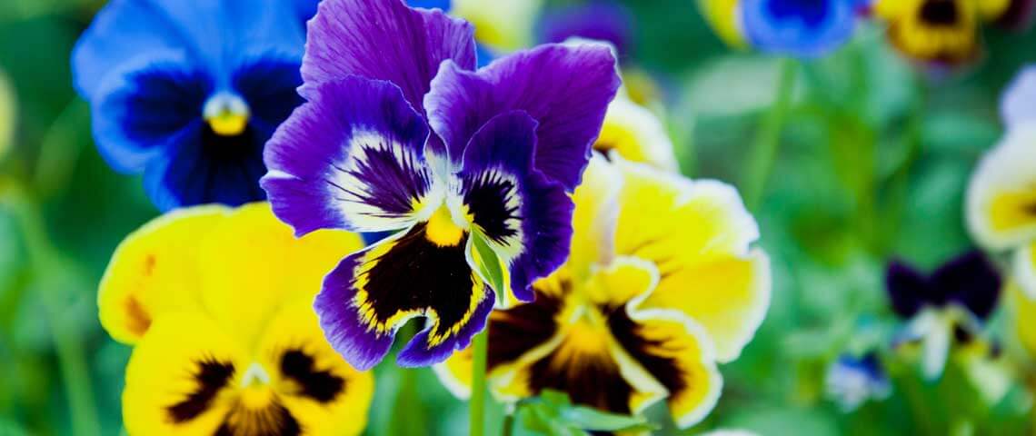 Close up of purple, yellow and blue pansies.