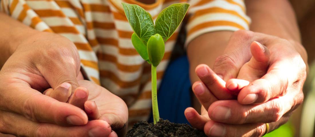 Adult holding child's hands around a freshly planted basil plant.