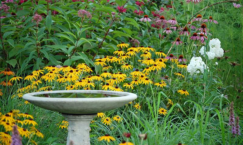 bird friendly garden extras