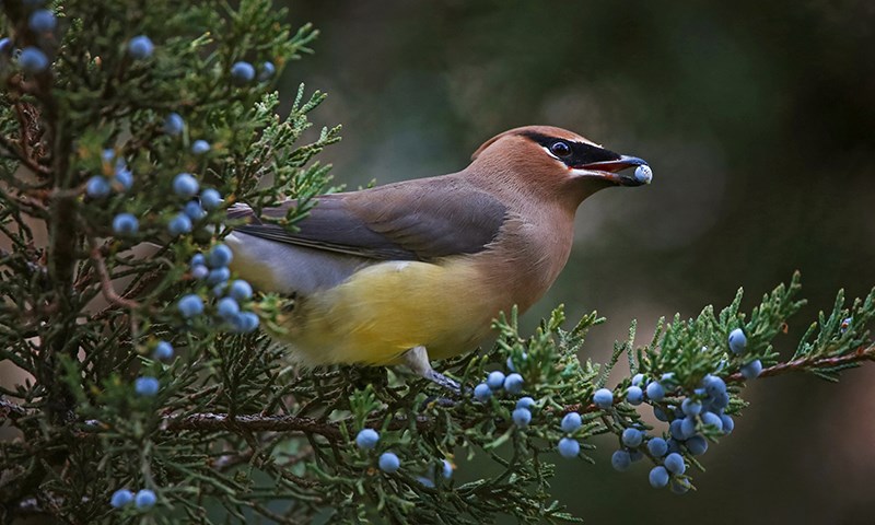 native plants birds love