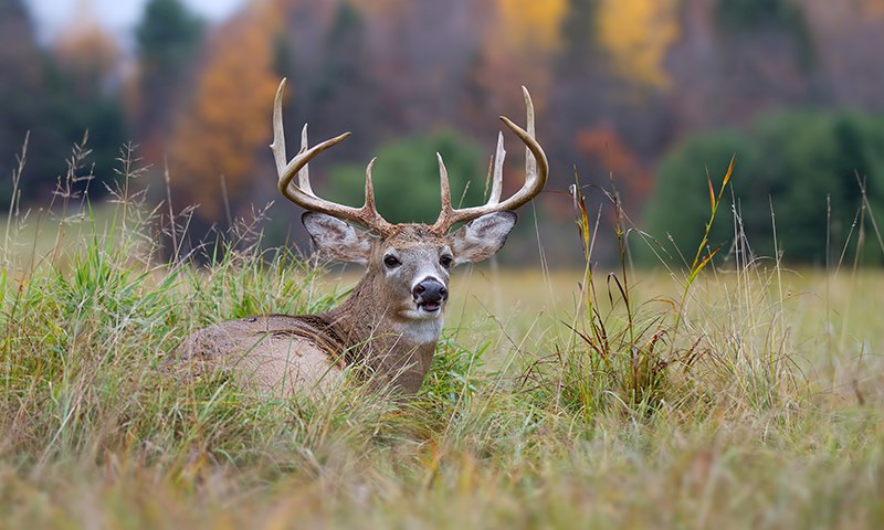 fall food plots for deer