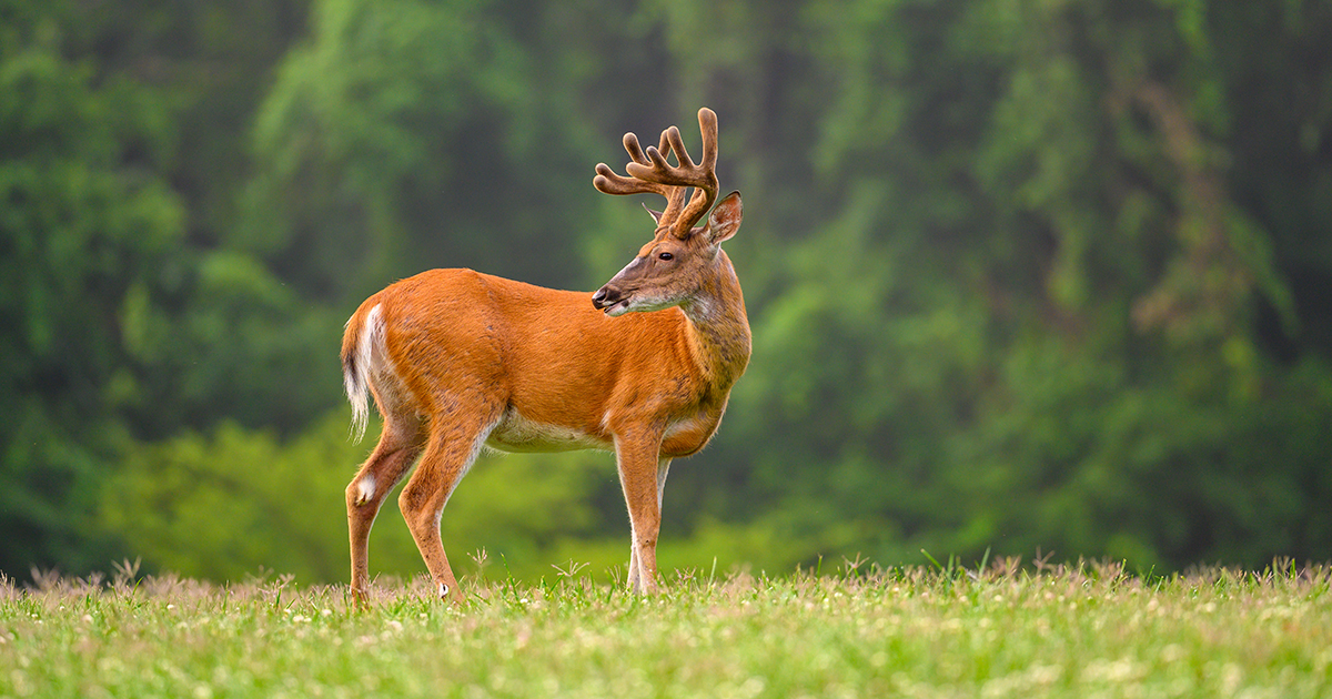 A whitetail deer buck grazing in an open sunny area.