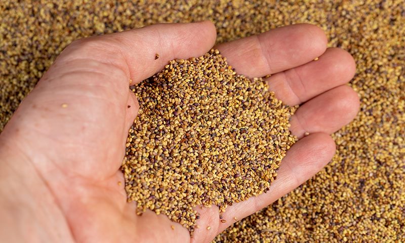 planting your food plot by hand