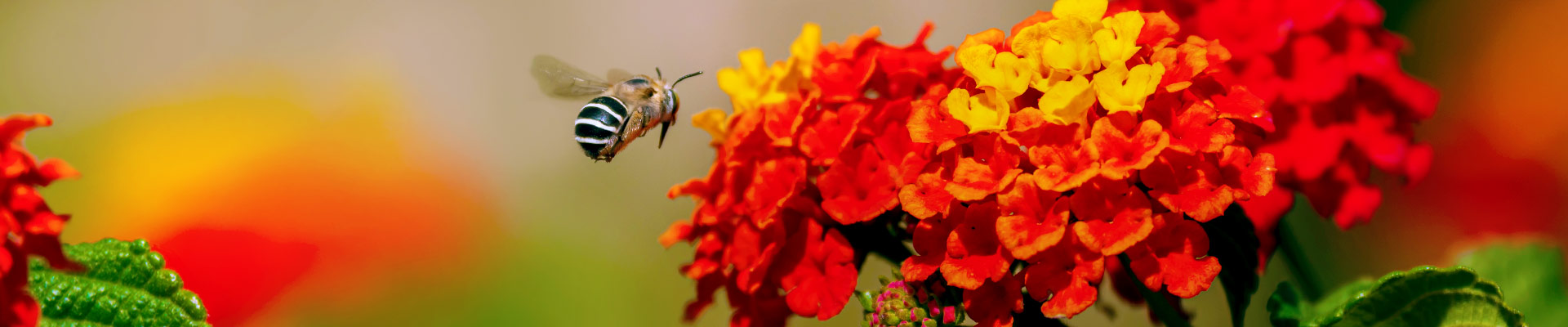 garden-plants_header_1920x400