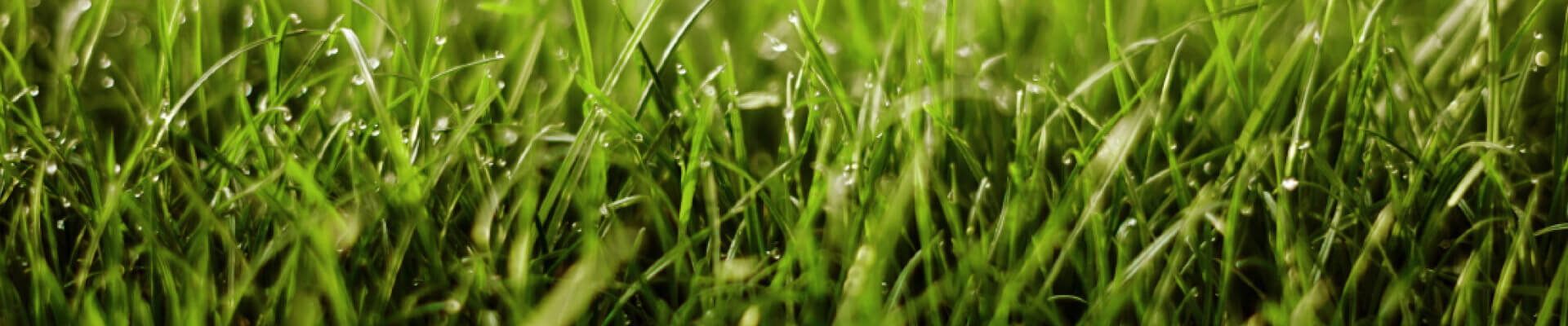 About_GrassSeed