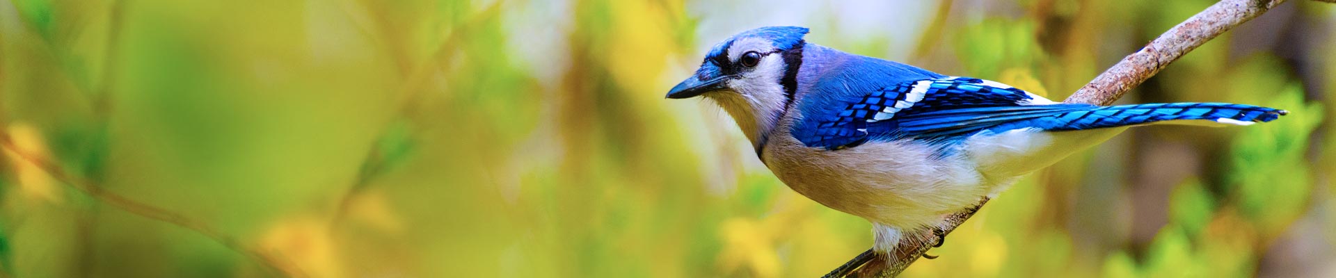 About_WildBird