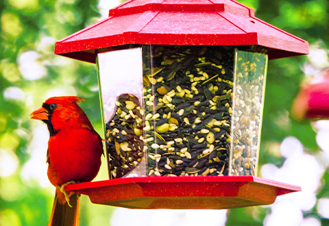 Bird feeders shop and accessories