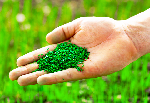 GrassSeed-mobile
