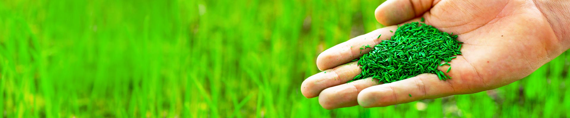 GrassSeed
