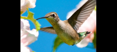 Hummingbird-mobile