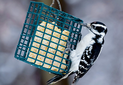 suet-and-treats-mobile-header