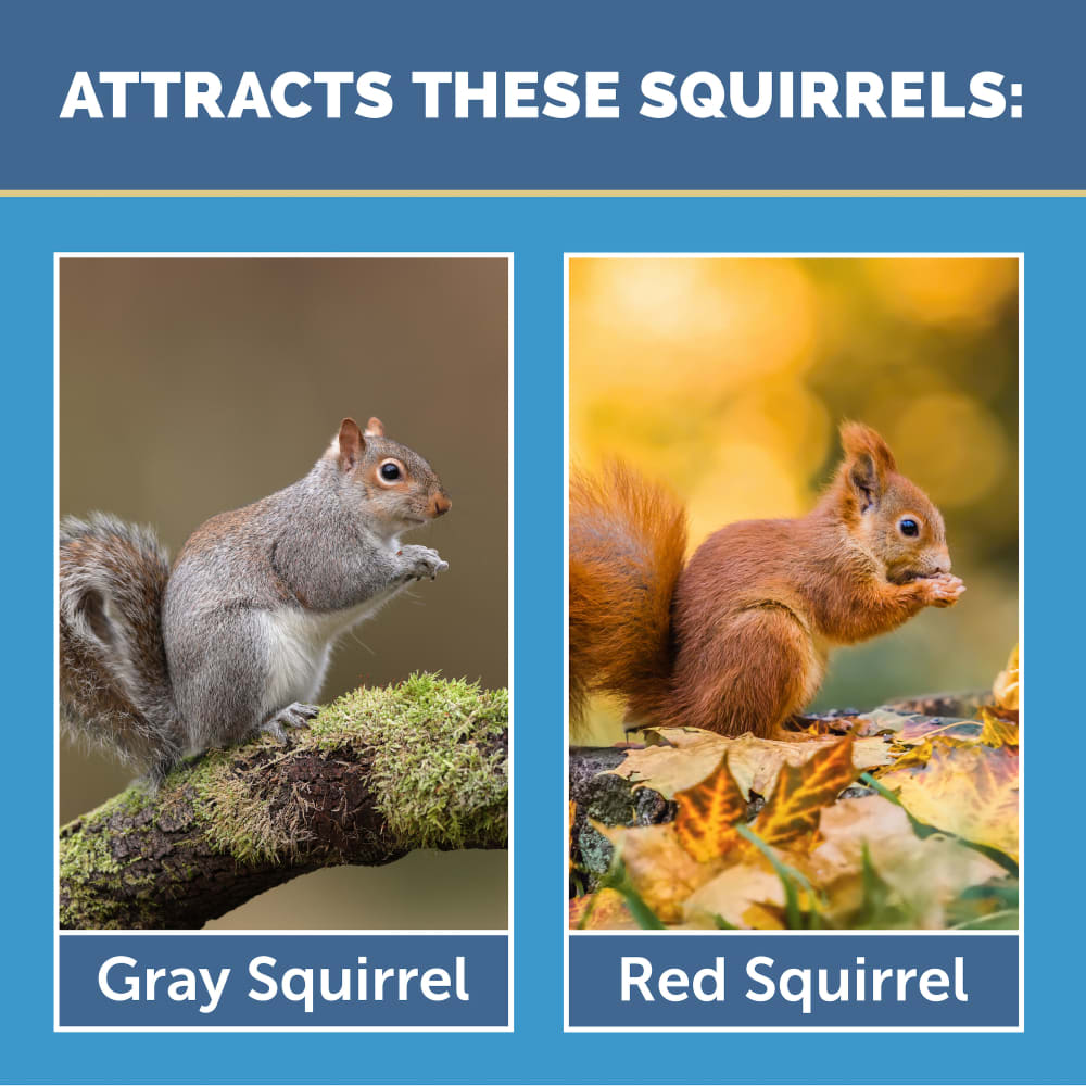 dg613-pe-100541013-cedar-dual-squirrel-feeder-alt-images-04