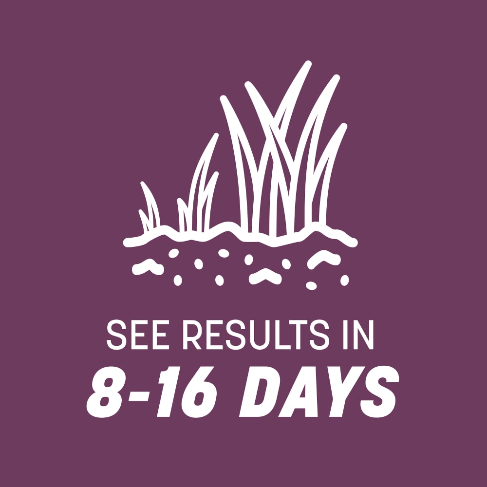 rb113-pe-rebels-shady-lawn-tall-fescue-grass-seed-mix-alt-images-6