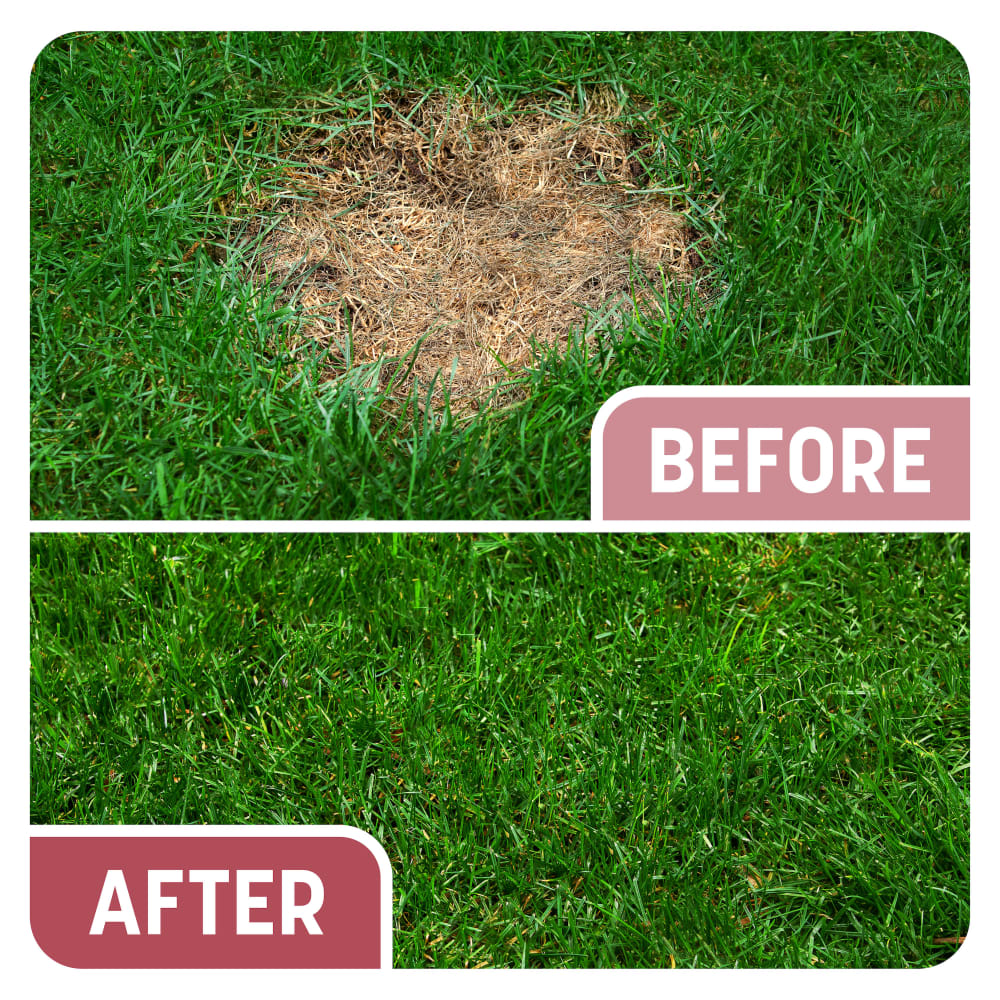 dg544-pe-smart-patch-zenith-zoysia-alt-images-06
