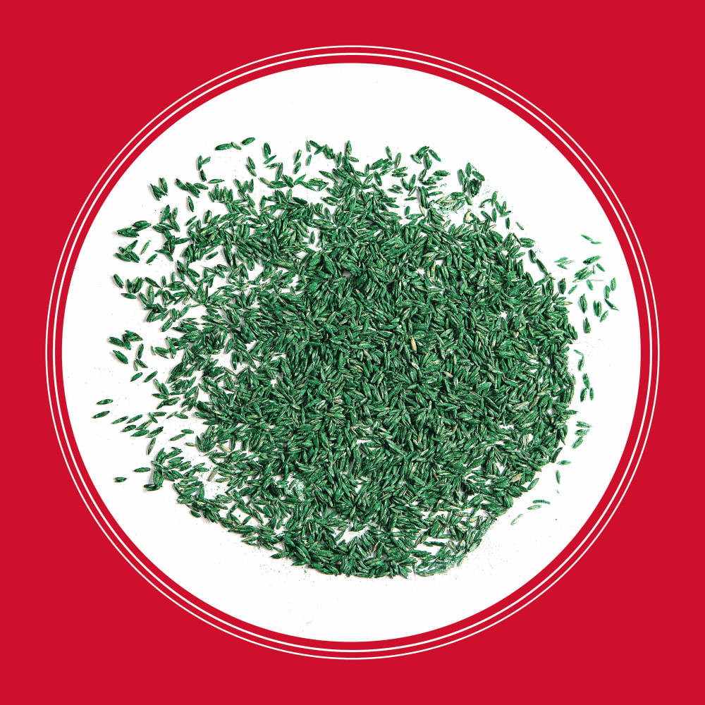 rb114-pe-rebels-tall-fescue-grass-seed-blend-alt-images-10