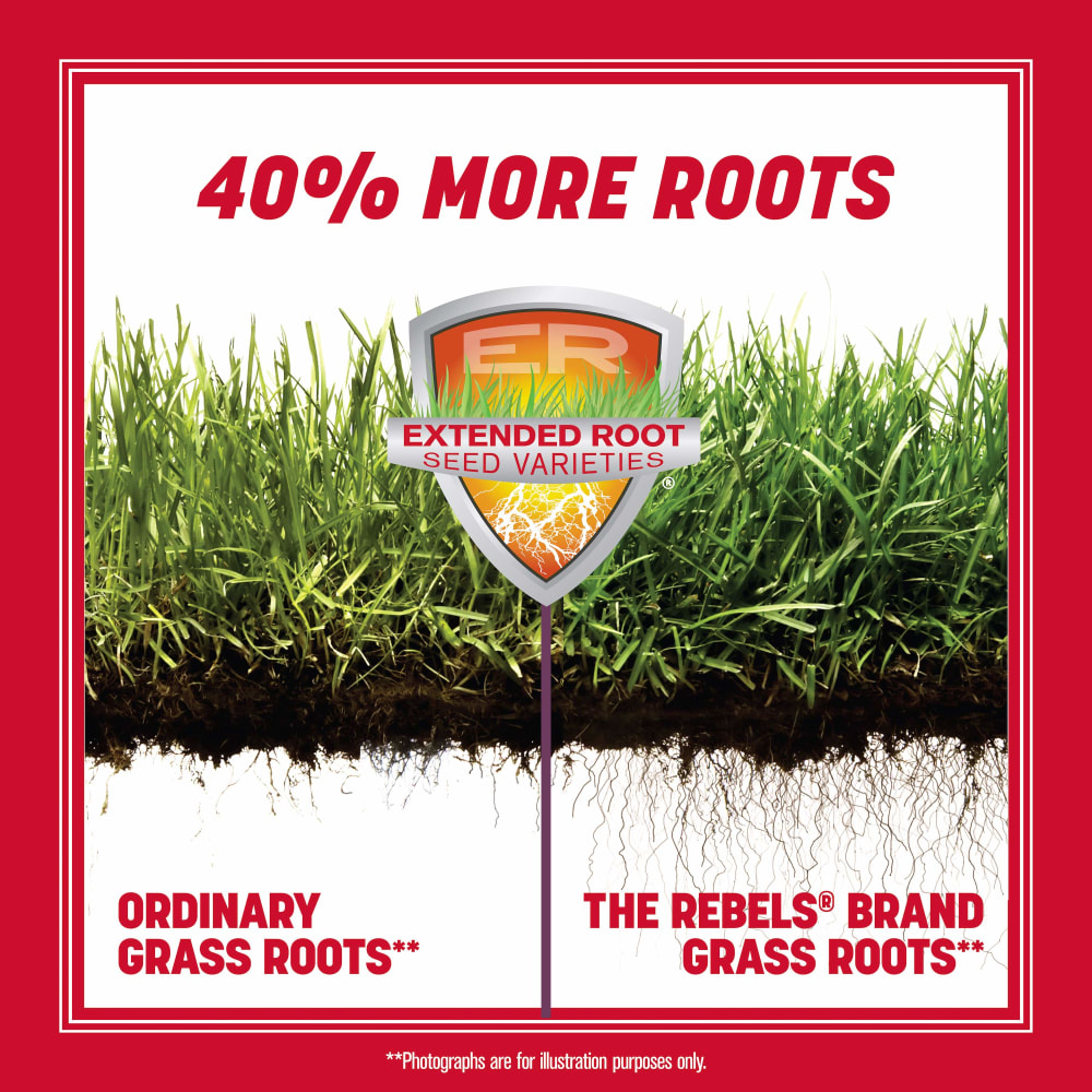 the-rebels-tall-fescue-gallery-2