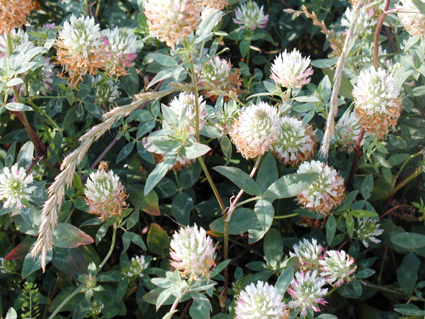 Arrowleaf_Clover