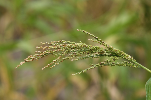 Browntop_millet_ seedhead