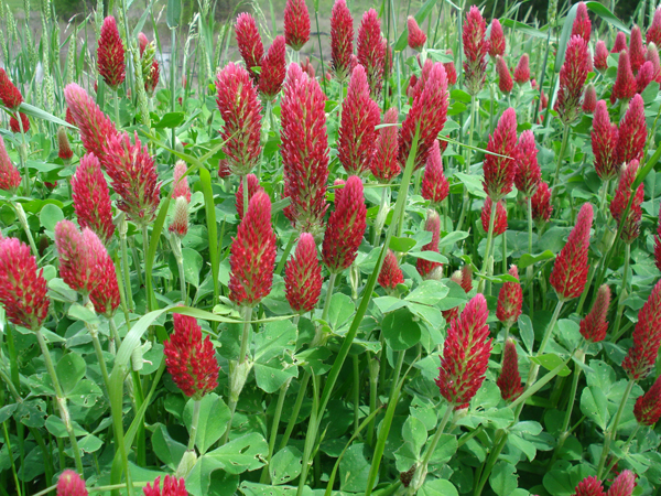 Crimson_Clover