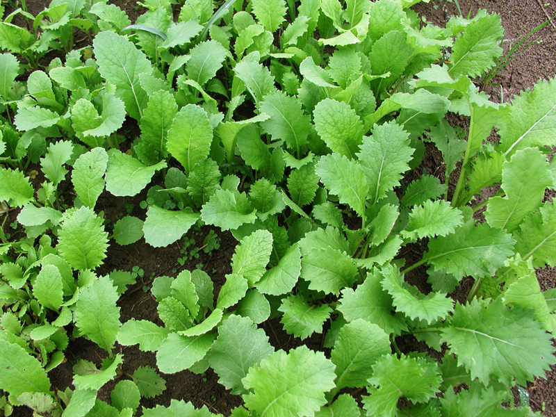 DeerGreens