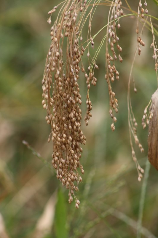 Dove Proso Seedhead