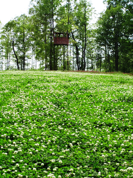 Details about   Pennington Durana White Clover Seed 25 Lbs 