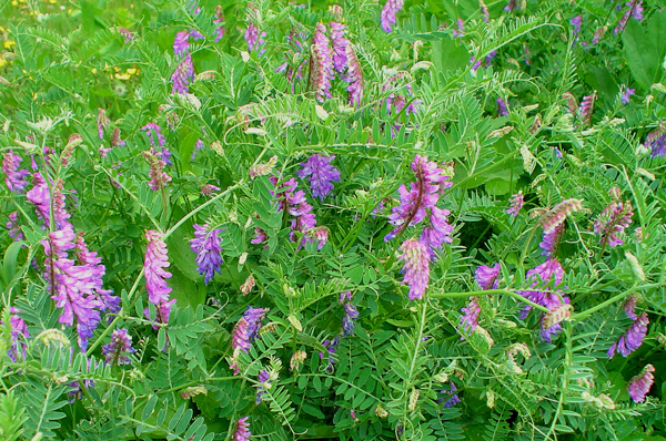 Vetch inoculated mbsseed