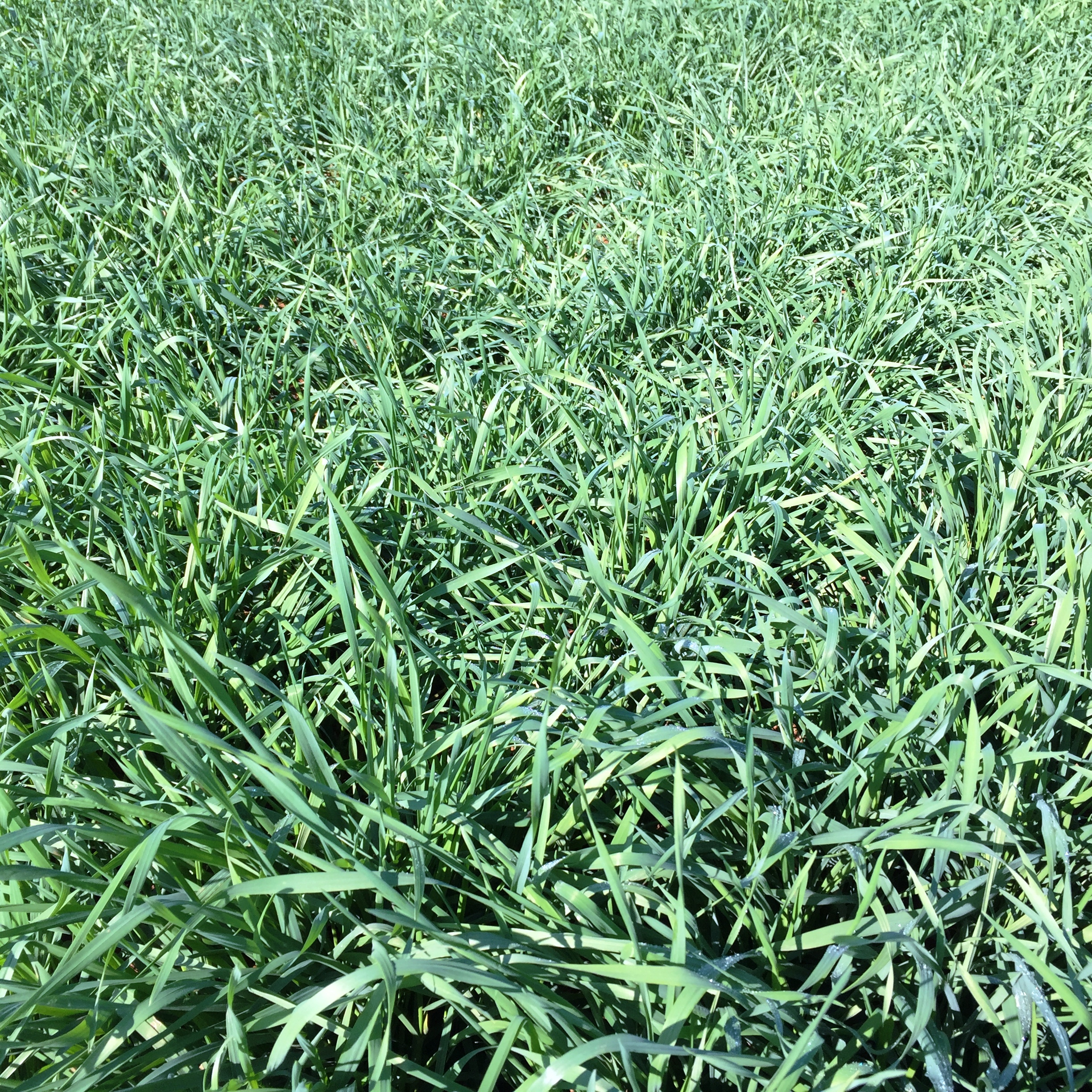 Rye