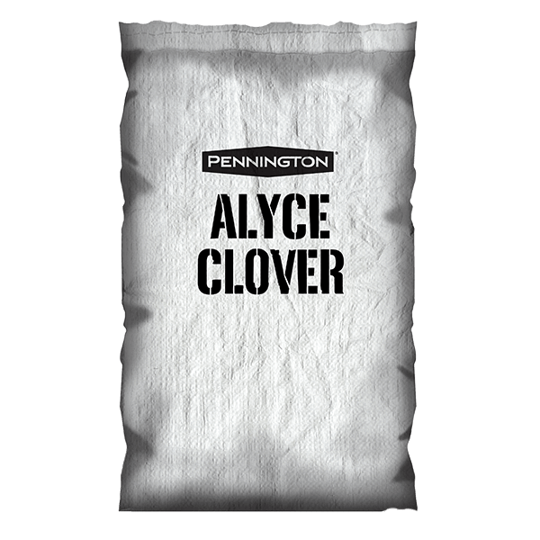 alyce_clover_600x600