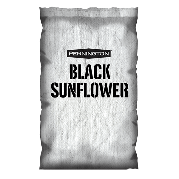 black_sunflower_600x600
