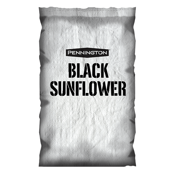 Black Sunflower