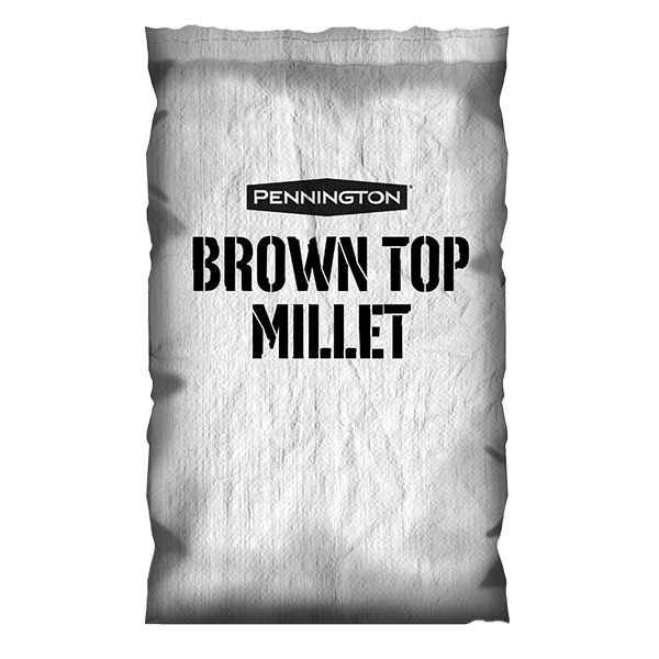 Brown Top Millet Annual Forage