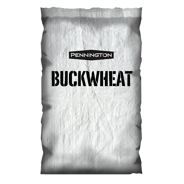 Buckwheat