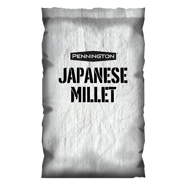 Japanese Millet