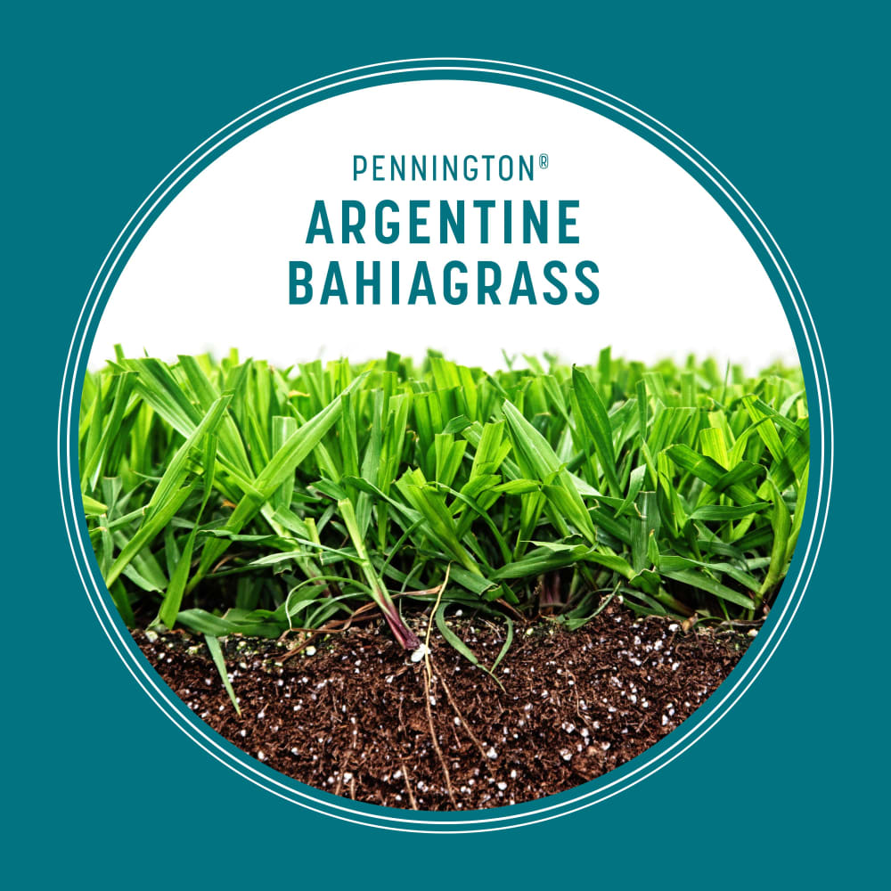 argentine-bahiagrass-gallery-2
