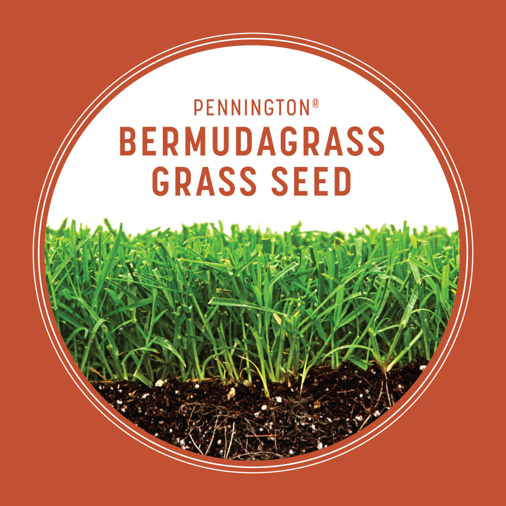 dg153-pe-bermudagrass-grass-seed-alt-images-update-7