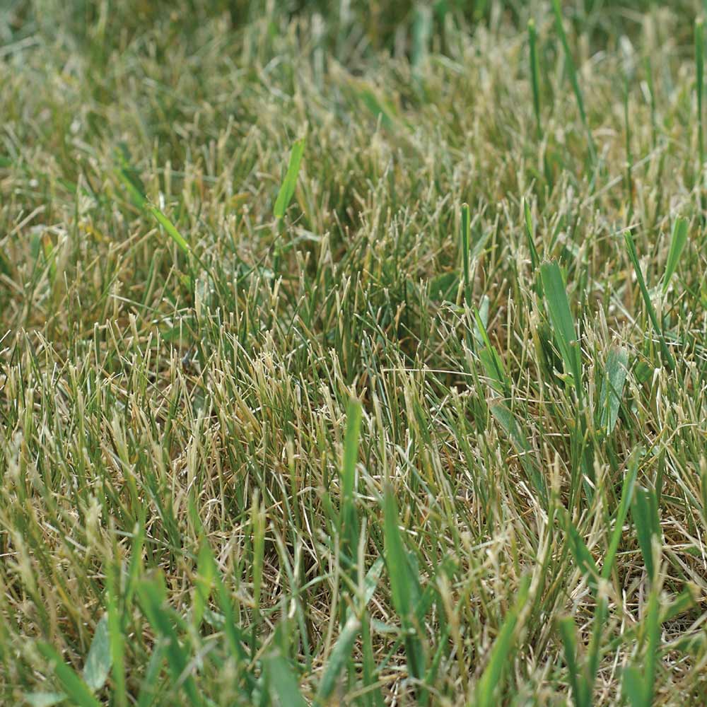 brown-grass jpg