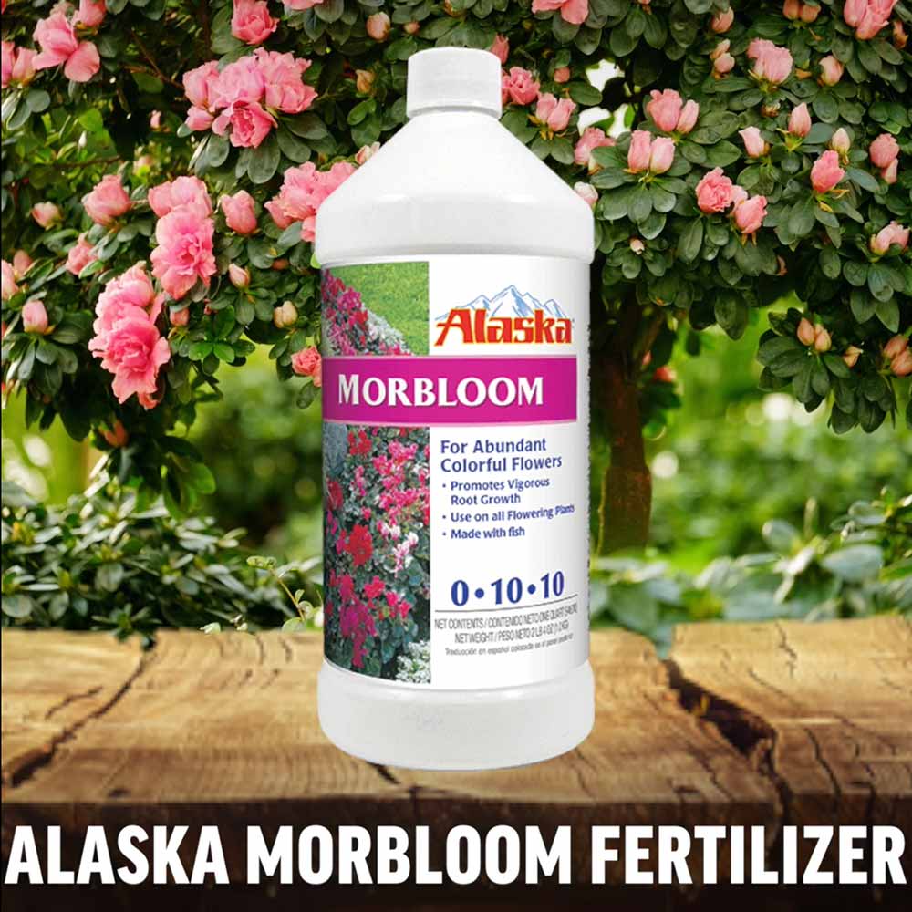 Alaska Morbloom