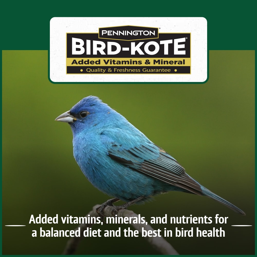pennington-515624-classic-black-oil-sunflower-seed-bird-food-alt3