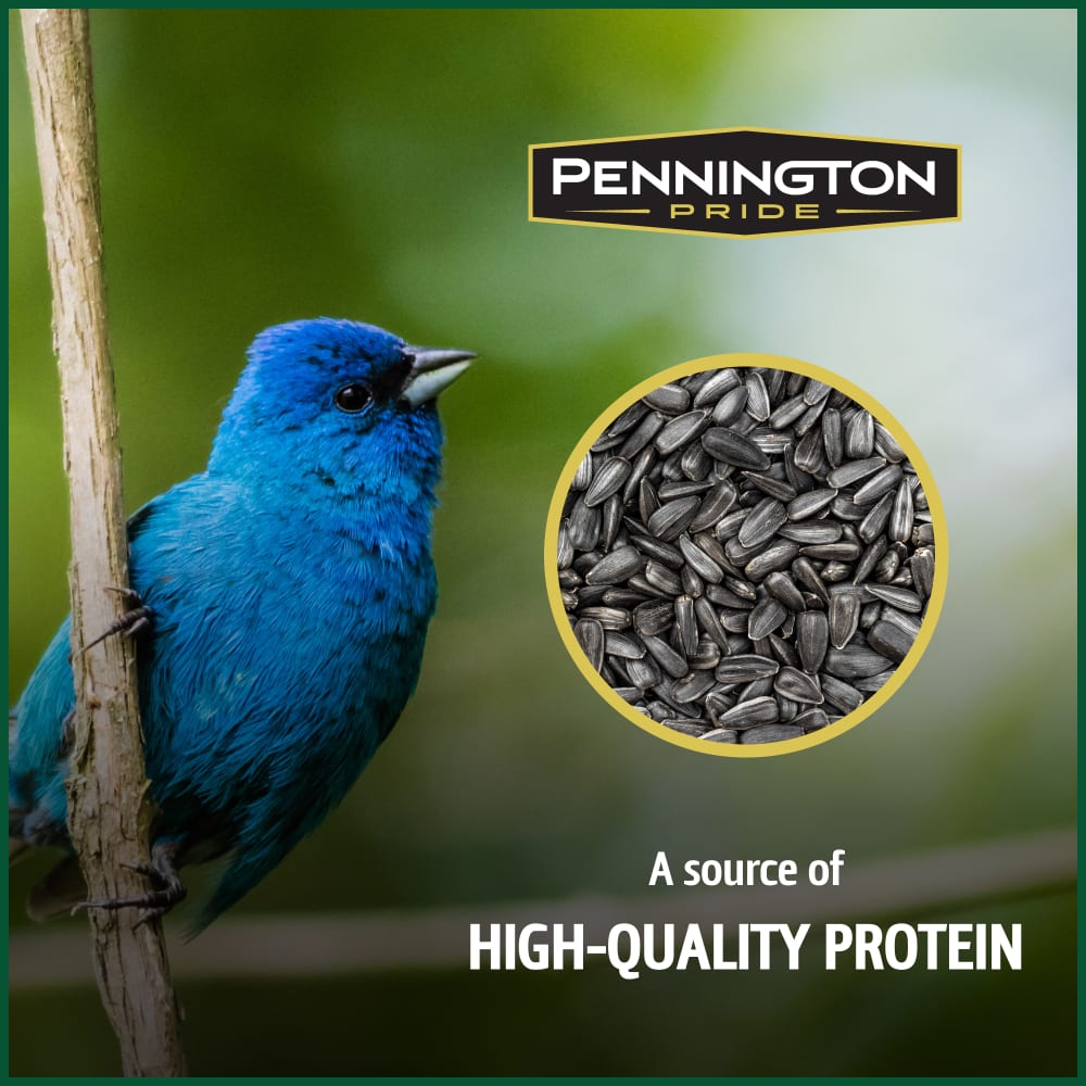 pennington-515624-classic-black-oil-sunflower-seed-bird-food-alt6