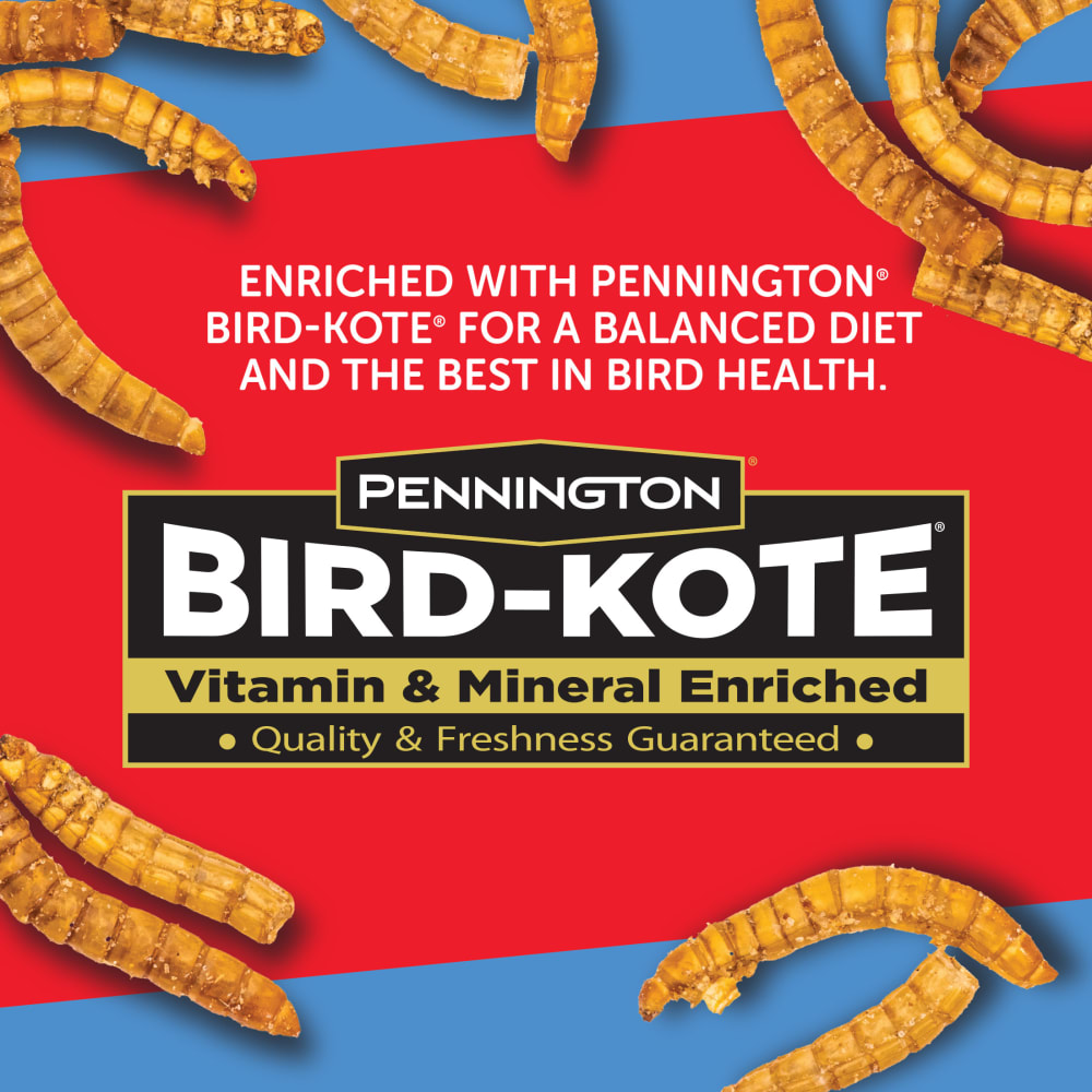 6-bird-kote-image