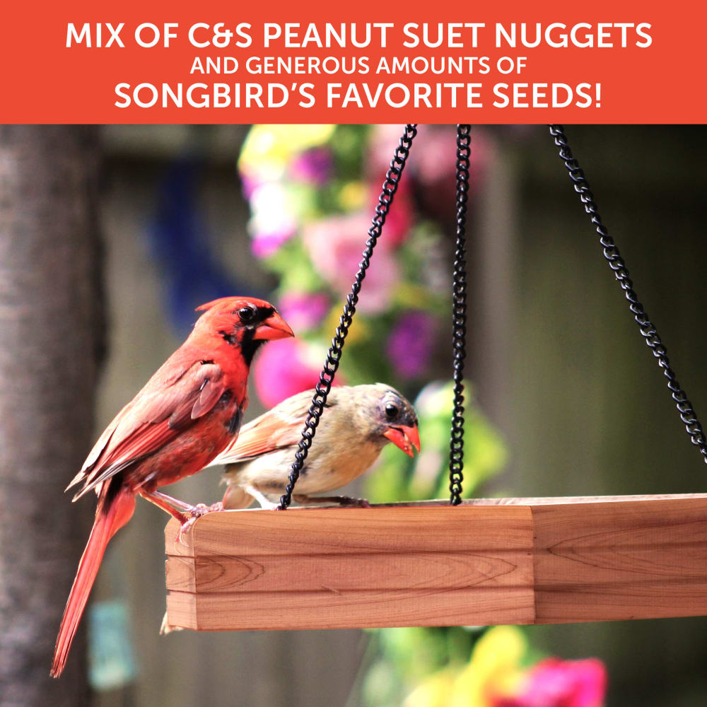 5-bird-feeder-image