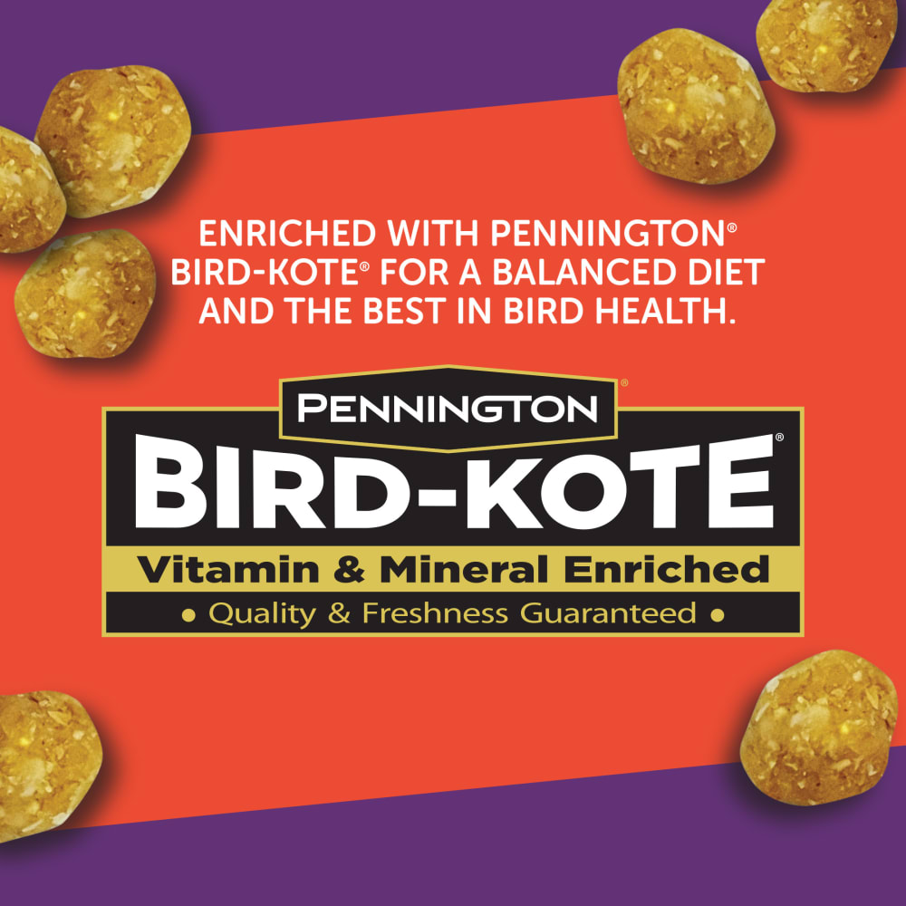 6-bird-kote-image